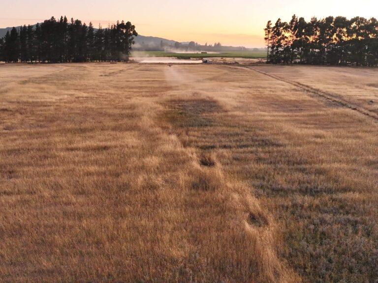 Aerial view of a golden field during sunset, with distant trees drone spraying and a hazy sky.