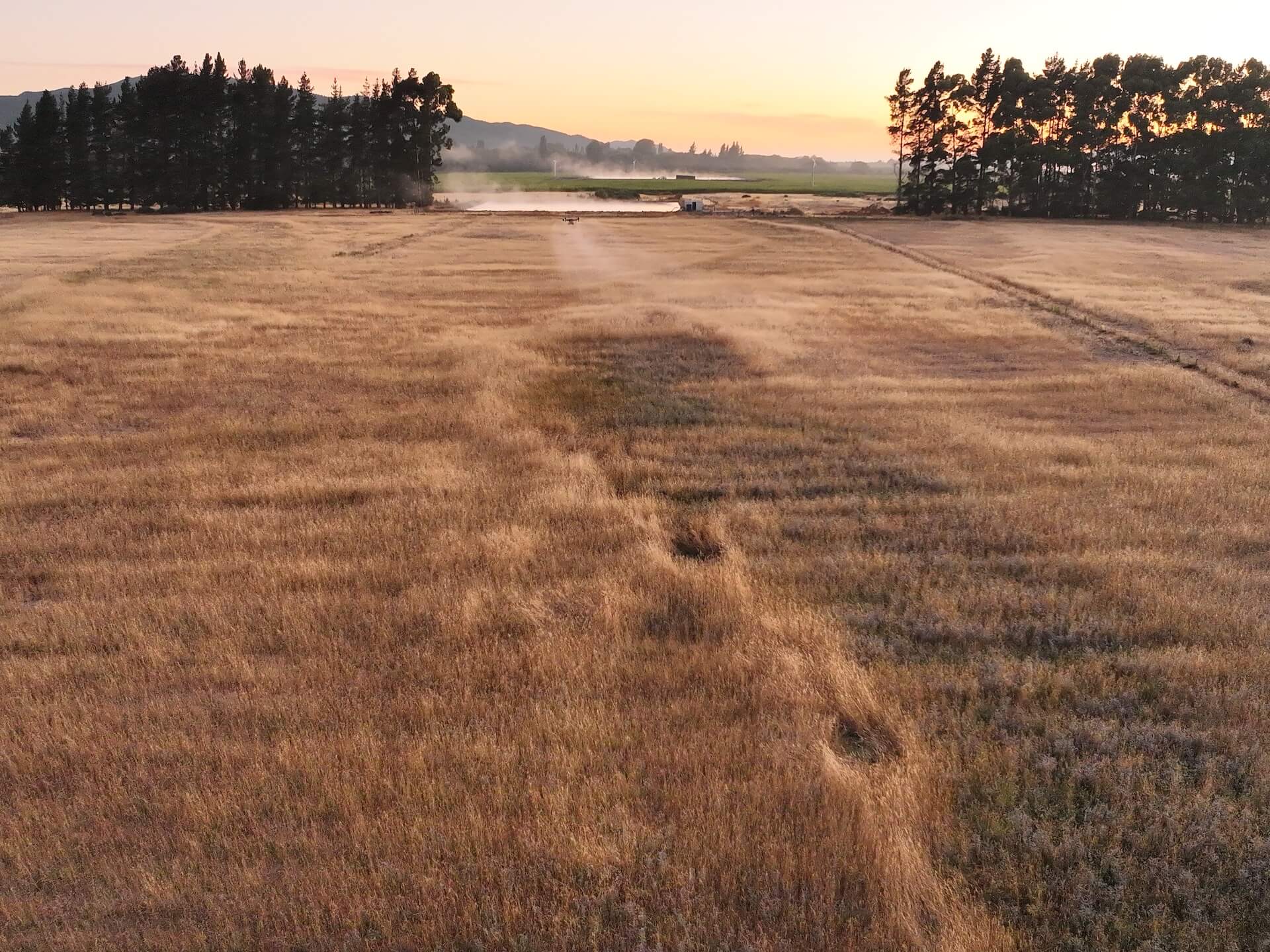 Aerial view of a golden field during sunset, with distant trees drone spraying and a hazy sky.
