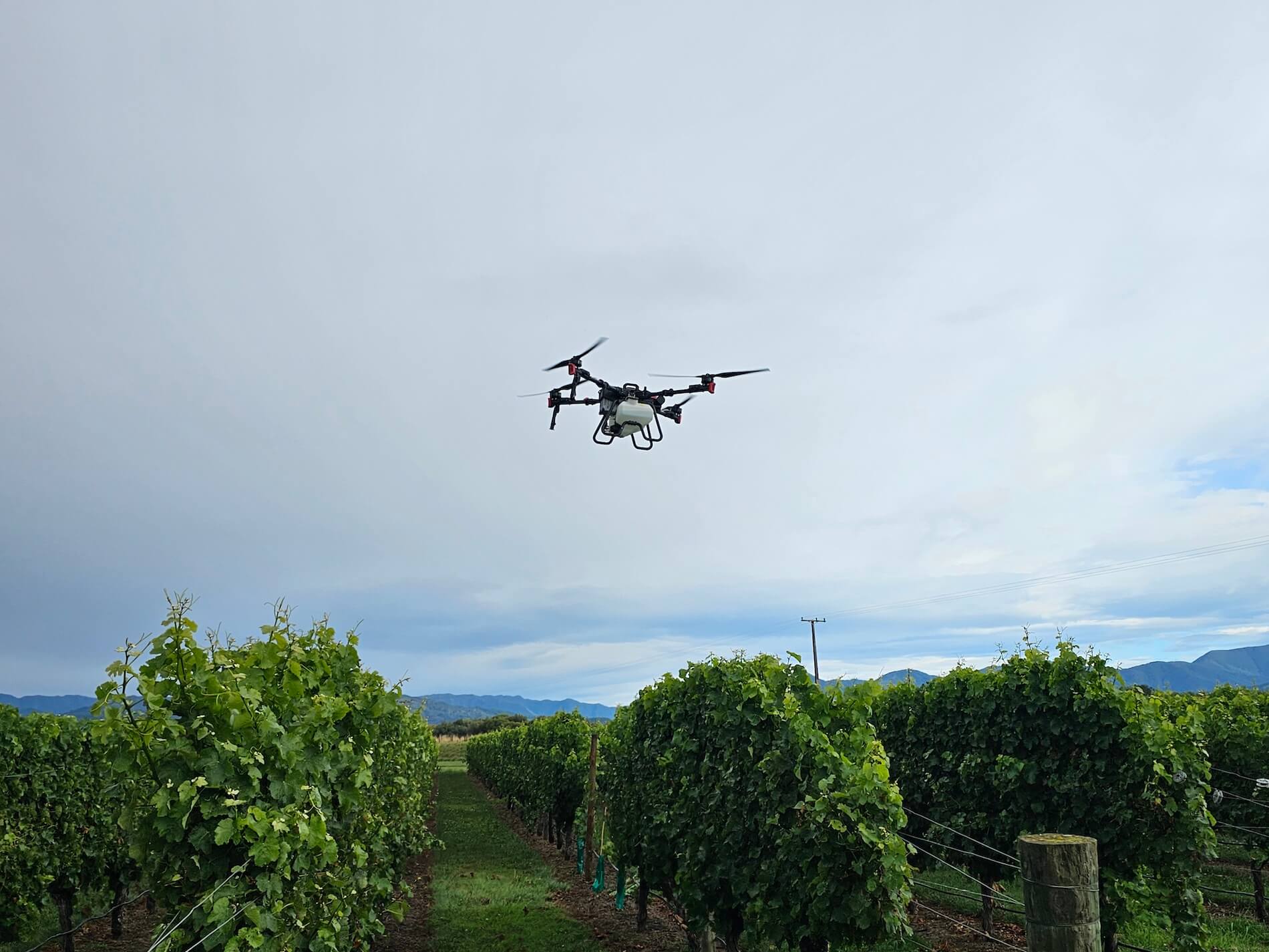 A drone hovers above lush vineyard rows under a cloudy sky, with mountains visible in the distance.