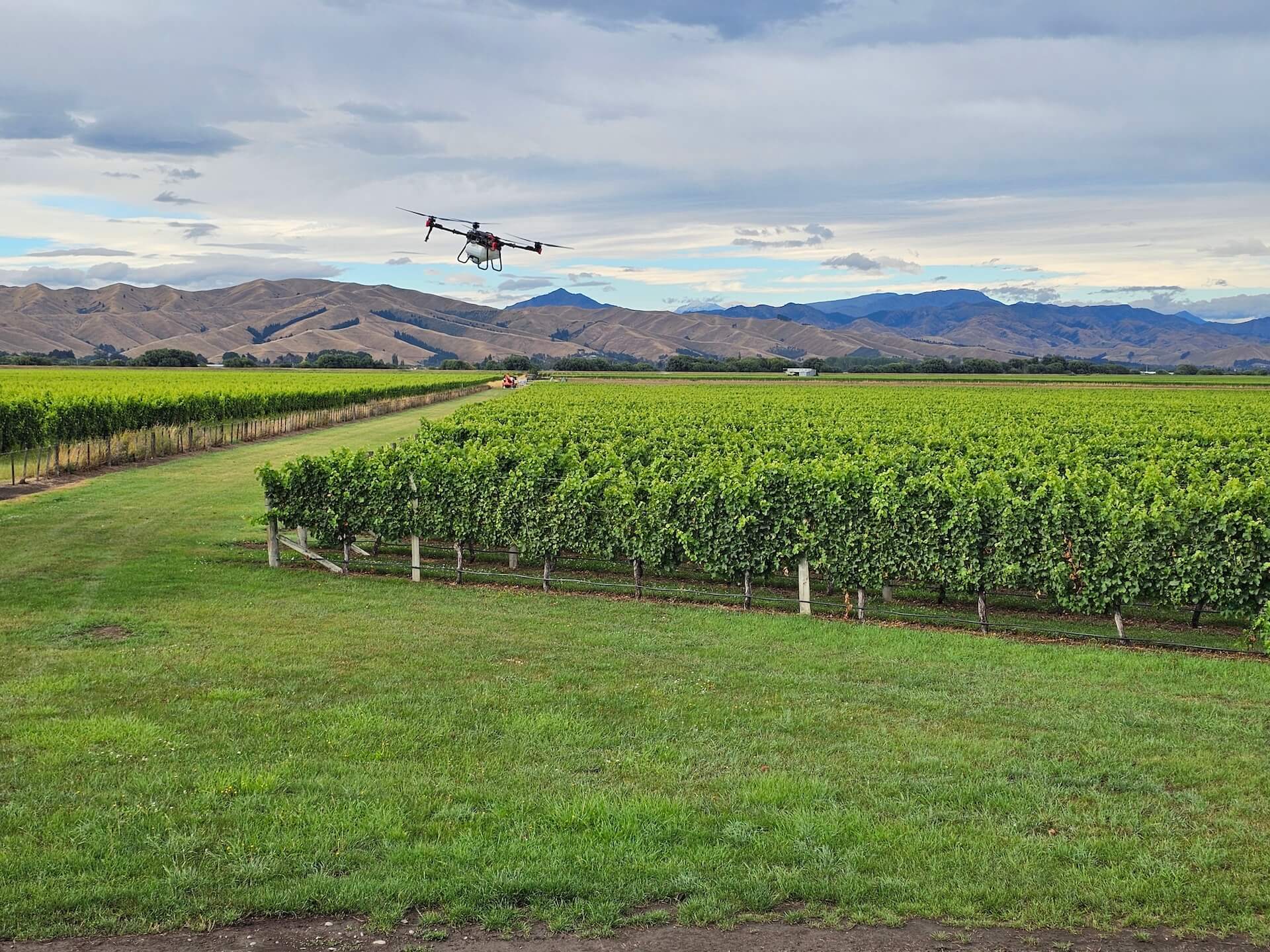 A drone flying over a vineyard with rows of grapevines, set against a backdrop of hills and a cloudy sky.