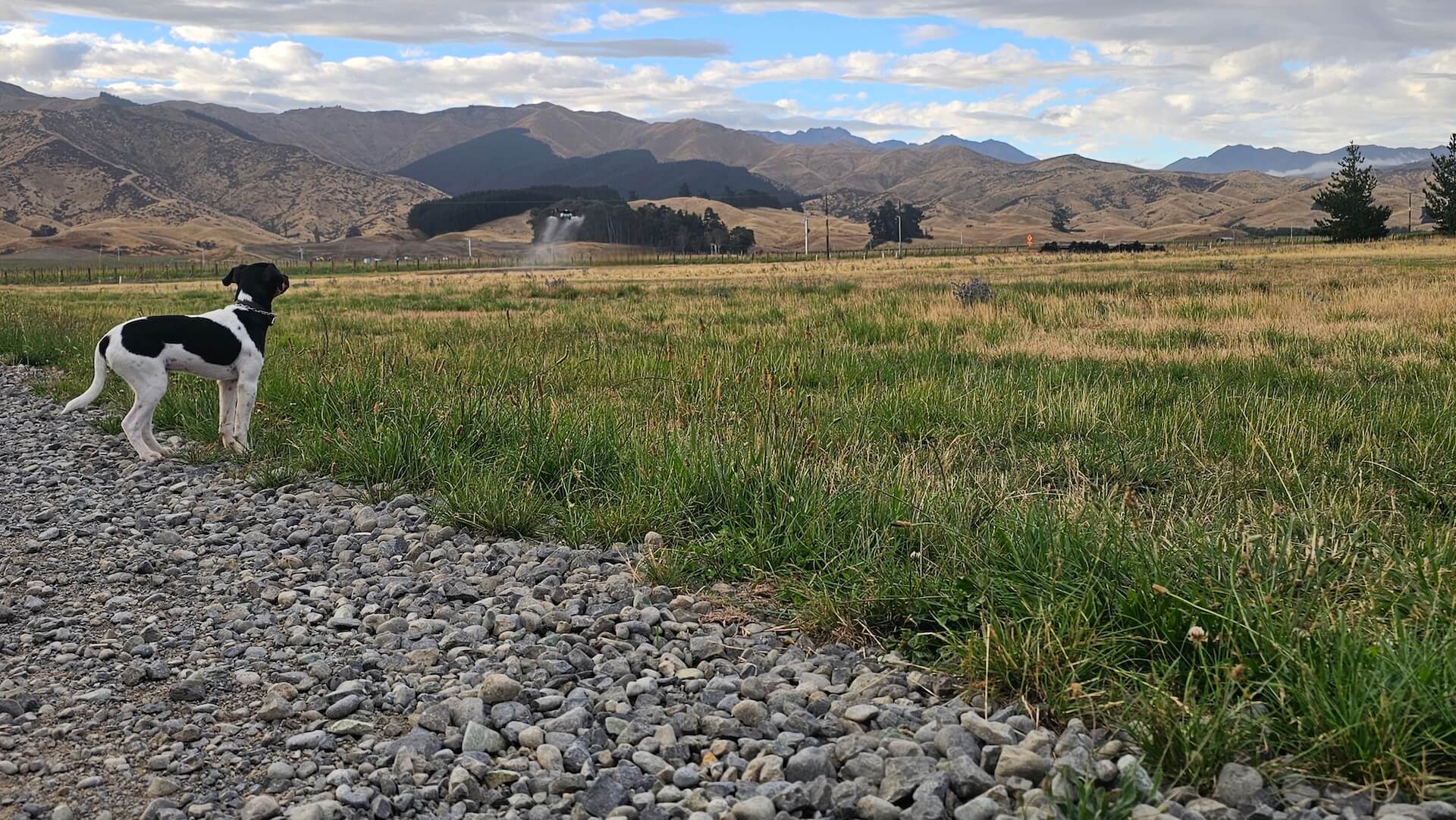 A black and white dog stands on a gravel path, overlooking a grassy field with mountains in the background under a partly cloudy sky.