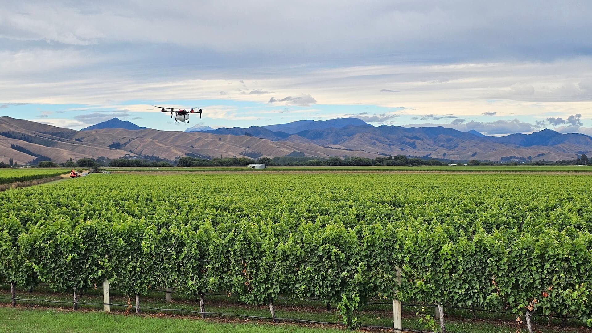 A drone flies over a lush green vineyard in Marlborough with rolling hills and mountains in the distance under a cloudy sky.